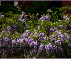 Blauregen (Wisteria)