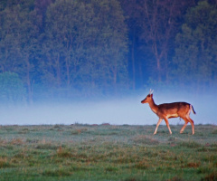 A single fallow deer