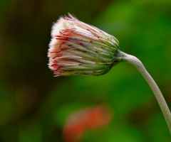 The beginning of the dandelion