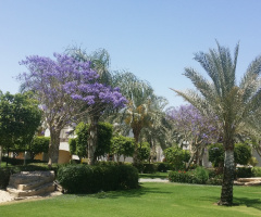 Egypt - Alain alsokhna