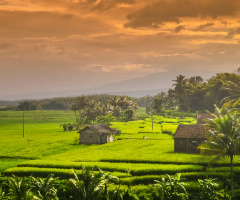 Houses and fields