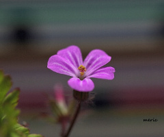 MAKRO