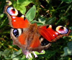 schmetterling ...