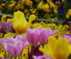 Tulpen