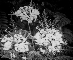 Arizona Bird Of Paradise In Infrared