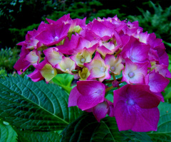 hortensie