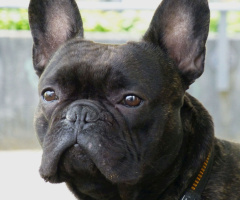 Französische Bulldogge
