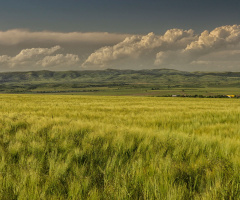 Sea of green wheat