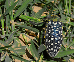 a Golden Stag Beetle..