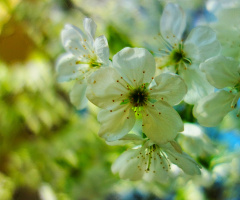 #spring