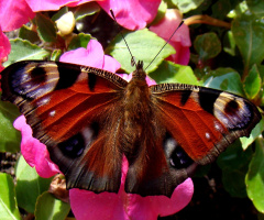 schmetterling ....