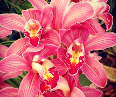 Orchids