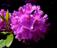 rhododendron....