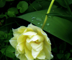 Tulpe