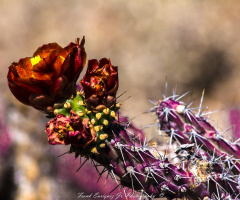 Sonoran Desert Vegetation  -  5/22/16