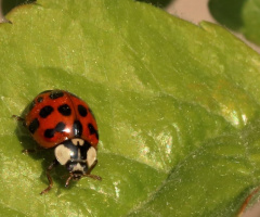 Nice little Ladybug