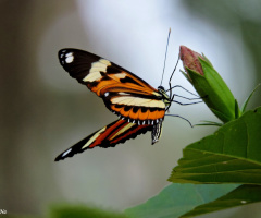 Heliconius ismenius