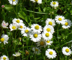 Gänseblümchen