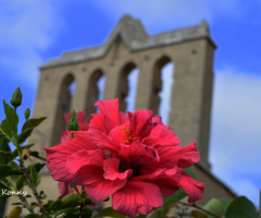 Bellapais Cyprus.. 