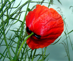 mohnblume.
