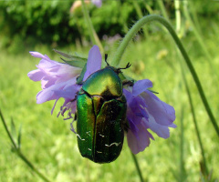rosenkäfer.