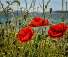 Scarlet poppies