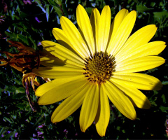 blüte..