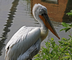 Dalmatian Pelican