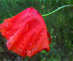 nach dem regen ..