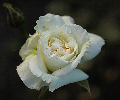  Gül