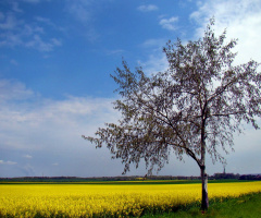 die birke 