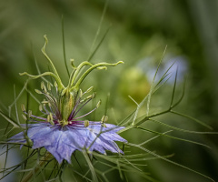 Nigella damascena