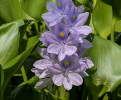 Water Hyacinth