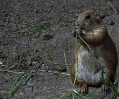 Little cute chap