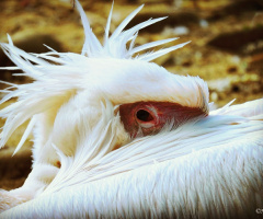 Pelican