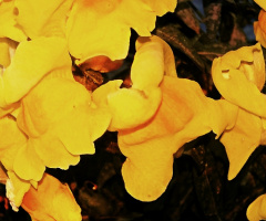 Snapdragons