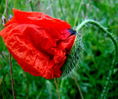 mohnblume ..