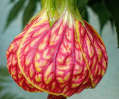 Abutilon striatum