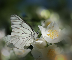Whiteness