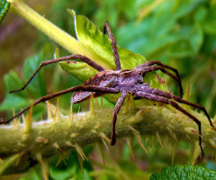 spinne .