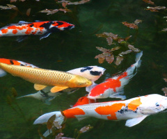 colored carps