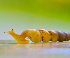Snail