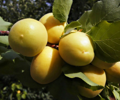 Apricots !