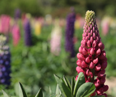 Lupinus