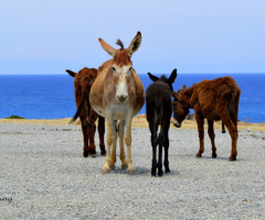 wild donkeys in Cyprus 