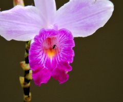 Detail in the orchid