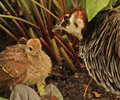 Peacock and young