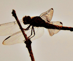 Dragonfly Silhouette