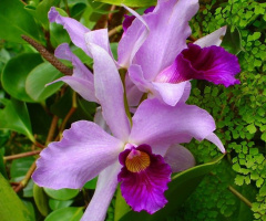 Purple Orchids 