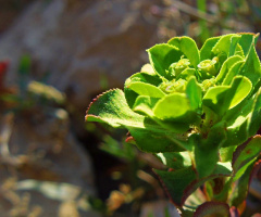 Green beauty